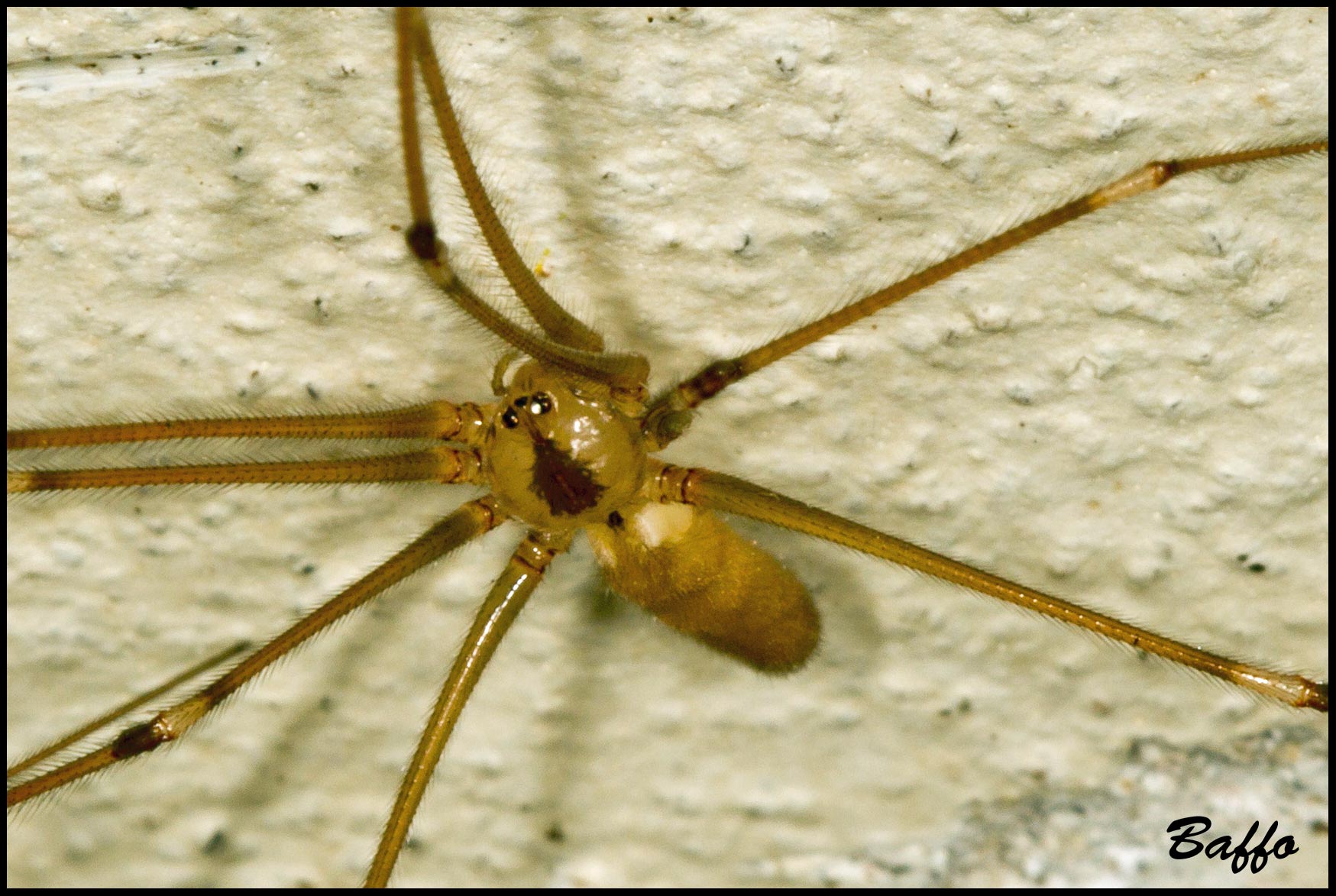 Pholcus phalangioides